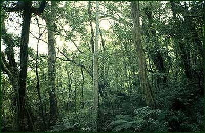 An example of montane forest on Mount Isarog. 